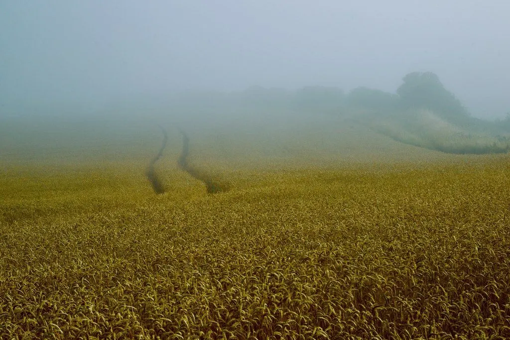 Maize silage (1/3)